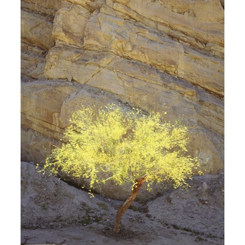 CA, Mecca Hills, A flowering Palo Verde tree